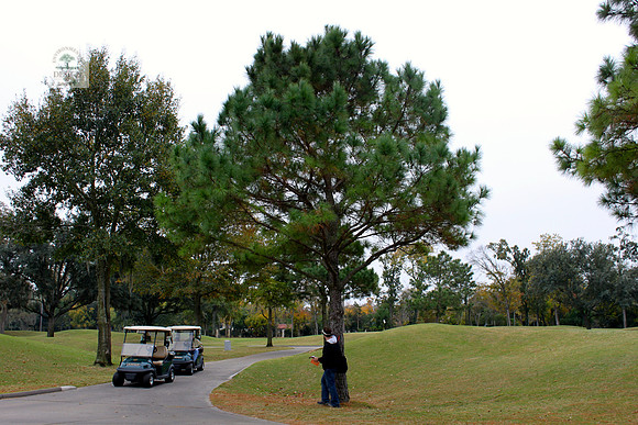 ROCC #460 - 14" Pine