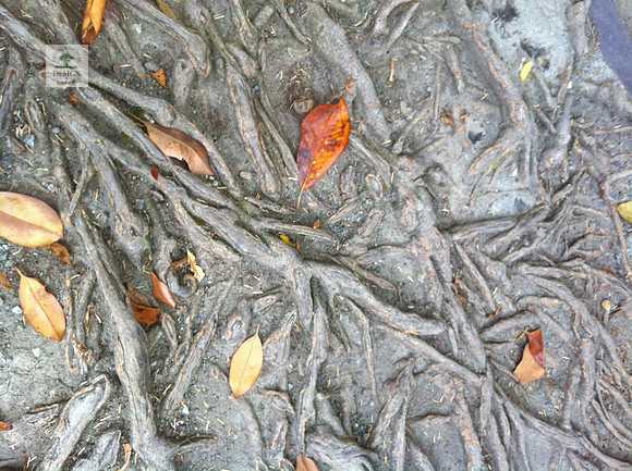 IMG_0821