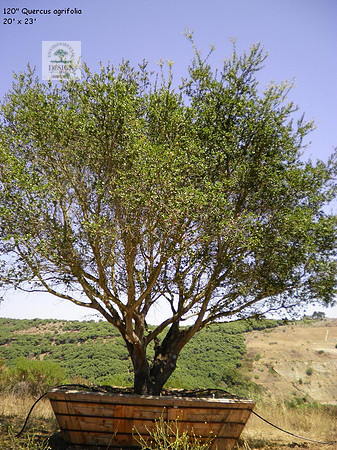 Q agrifolia-mlt-SB-36-120