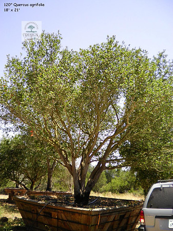 Q agrifolia-lbr-SB-9-120