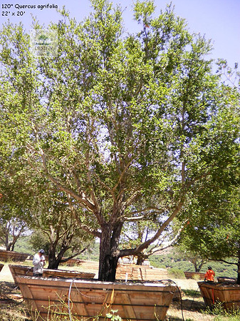 Q agrifolia-lbr-SB-7-120