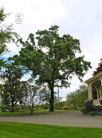 Coppola Tree 2012