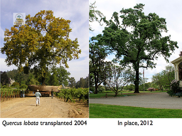 coppola before & after.001