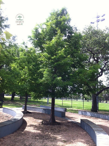 bald cypress 12in