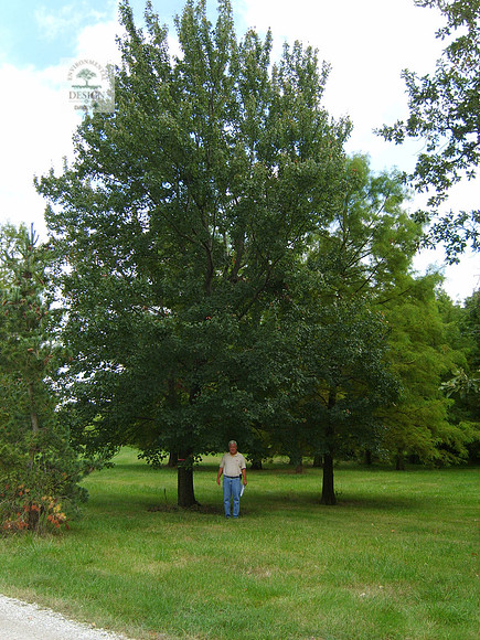 15InchRedMaple
