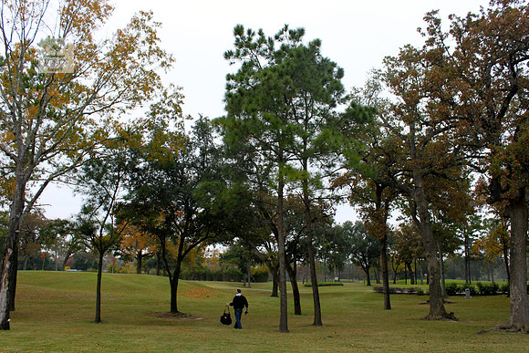 ROCC #307 13" Pine