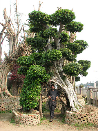 Character Trees II