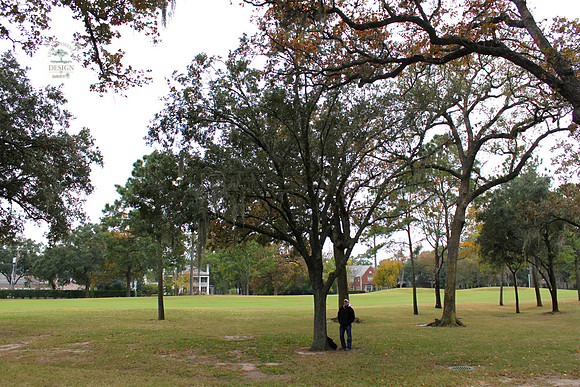 ROCC #308 - 17" Live Oak