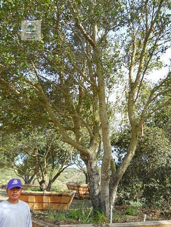 oaks 140