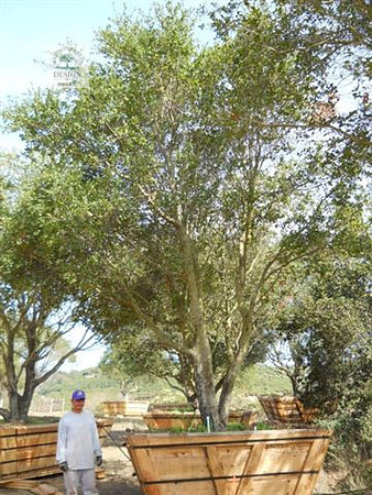 oaks 139