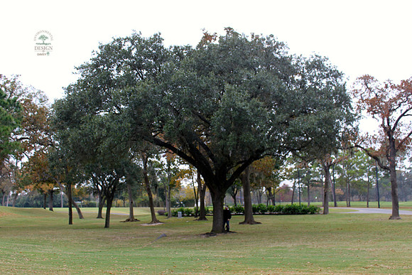 ROCC #310 - 29" Live Oak