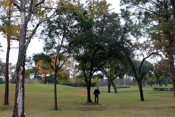 ROCC #306 14" Live Oak