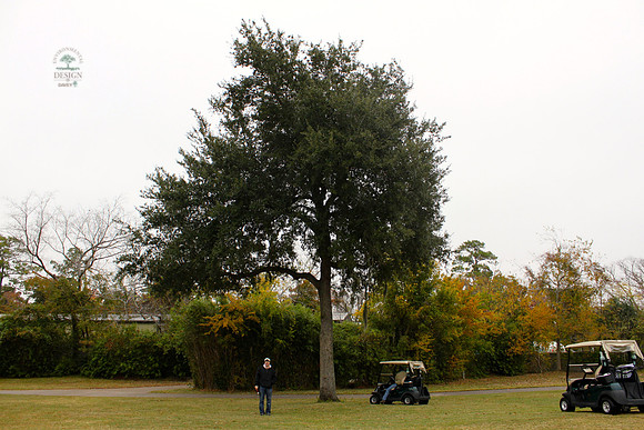 ROCC #263 - 23" Live Oak