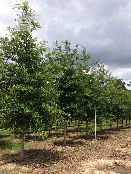 Quercus phellos, Willow Oak