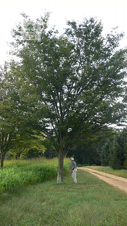 zelkova - 40ft height, #2