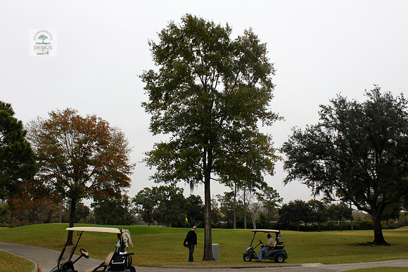 ROCC #266 - 16" Water Oak