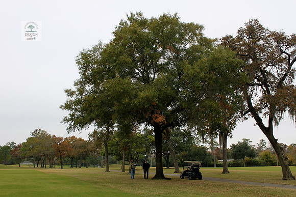 ROCC #303 - 28" Willow Oak