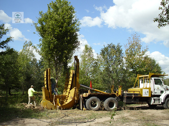 conventinal spade transplanting