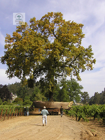 Coppola Tree 2004