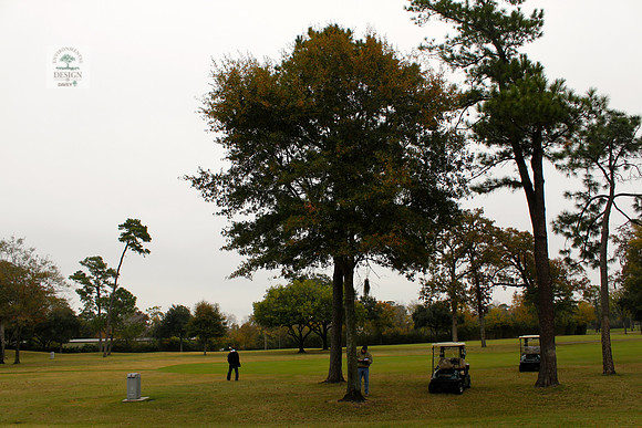 ROCC #301 - 15" Water Oak