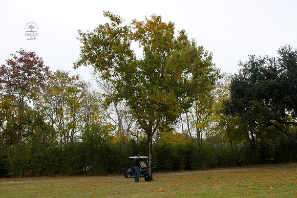 ROCC #262 - 13" Sawtooth Oak