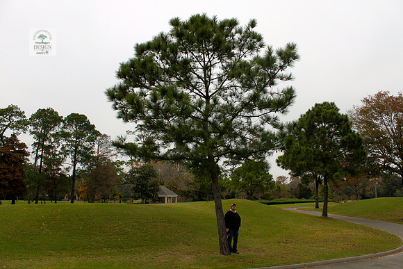 ROCC #267 - 13" Pine