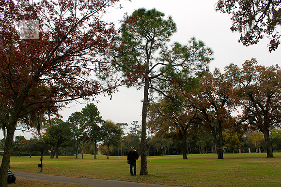 ROCC #265 - 15" Pine