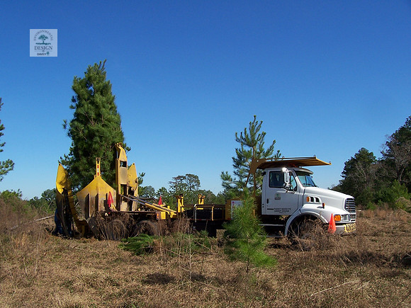10 pines harvesting 100 in spades