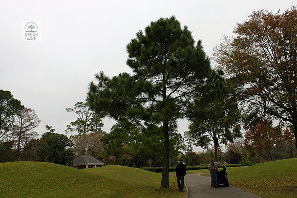 ROCC #264 - 14" Pine