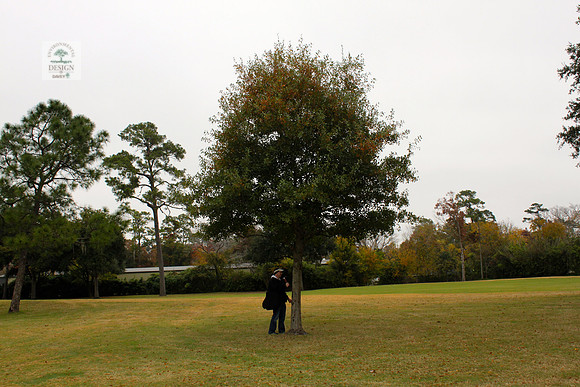 ROCC #261 10" Water Oak
