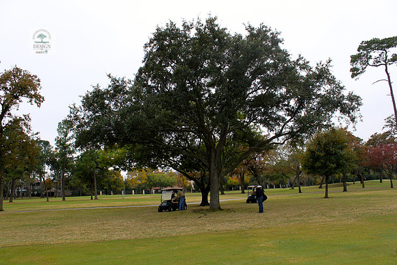 ROCC #270 - 24" Live Oak