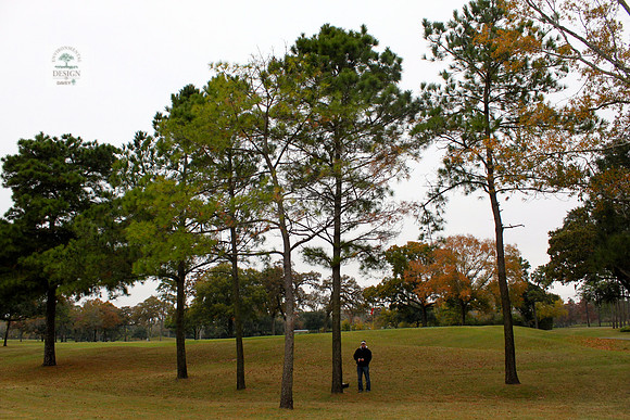 ROCC #305 - 14" Pine